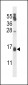PIPPIN Antibody (Center)